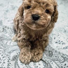 Blaze - Cream male Poodle puppy in Chandler, Arizona from Fabi Poodle