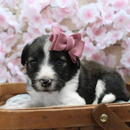Summer - Sable female Bordoodle puppy in Ashland, Ohio from Cherry Blossom Doodles