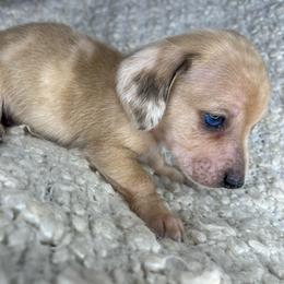 Dior - Dapple male Dachshund puppy in Tulare, California from Dreamy Creamies