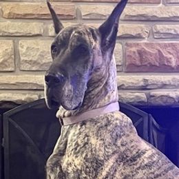 Great Danes and Portuguese Podengo Pequenos from GrinerDanes