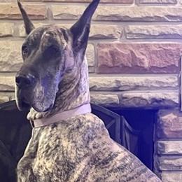 Great Danes and Portuguese Podengo Pequenos from GrinerDanes