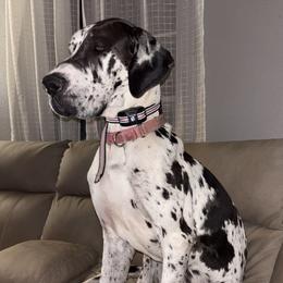 Charolette - Great Dane