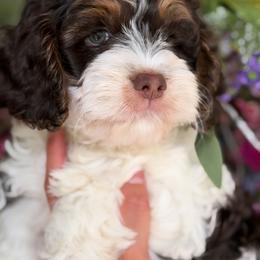 Venice - Brown and white male Cockapoo puppy in Yuciapa, California from AlltheDoodlez_