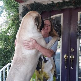 Fiona - Mastiff