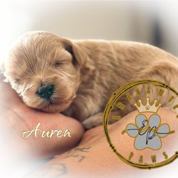 Auren - Wheaten female Miniature Schnauzer puppy in Dorr, Michigan from Enchanted Paws