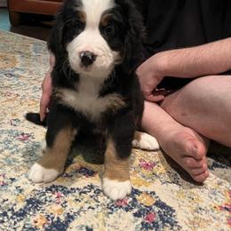 Airedale Terrier, Bernedoodle, and Bernese Mountain Dog Puppies from Beitzel Babies