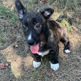 Tahoe - Brindle and white male American Corgi puppy in Hope, Arkansas from Foxy Knoll Farm