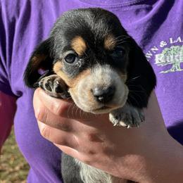 Male 3 - Black brown and white male Basset Hound puppy in Lindley, New York from Hill Top Basset Hounds & Cane Corso