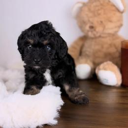 Strudel BLUE EYES - male Australian Mountain Doodle puppy in Sweetwater, Florida from Sandy Snout Doodles