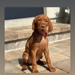 Vizsla Puppies from Alaea Farm & Kennel