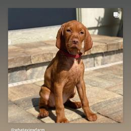 Vizsla Puppies from Alaea Farm & Kennel