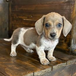 Boots - Piebald male Dachshund puppy in Marvell, Arkansas from Hat Creek Kennel