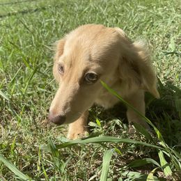Millie - Dachshund