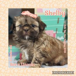 Shelby - Liver female Shih Tzu puppy in Beatrice, Nebraska from I Shih Tzu Not Puppies
