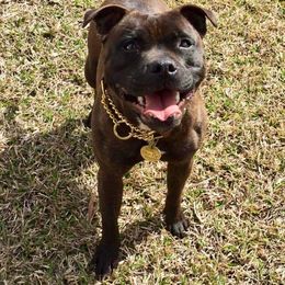 Sushi - Staffordshire Bull Terrier