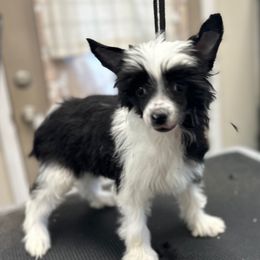 Black with white little girl - Black and white female Chinese Crested puppy in Rockvale, Tennessee from Cosmic Chinese Cresteds & Wind-Echo Poodles