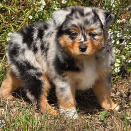 KB.BMF2 - Blue merle female Miniature Australian Shepherd puppy in Deer Lodge, Tennessee from KSH Aussie Haven