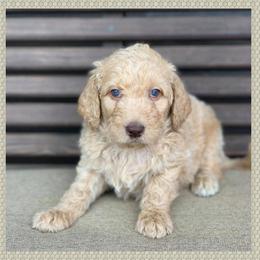 Goldendoodle Puppies from Bear Ridge Doodles
