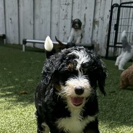 Bernedoodle and Goldendoodle Puppies from Country Hills Doodles