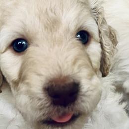 Girl 2 - Cream Goldendoodle puppy in Orlando, Florida from Lorraine's Doodles