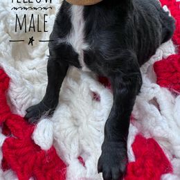 Goldendoodle and Poodle Puppies from Trammell’s Southern Pups