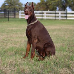 Piper - Doberman Pinscher
