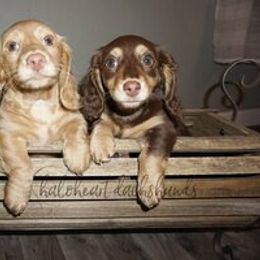 Dachshund Puppies from Haloheart Dachshunds
