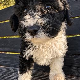 Maverick - Black and white male Aussiedoodle puppy in Hudson, Michigan from Haas Pawz