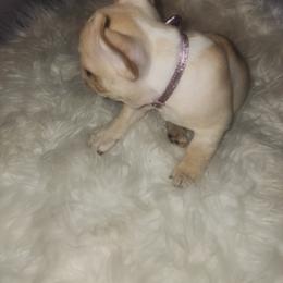 French Bulldog Puppies from Ma Chérie French Bulldogs