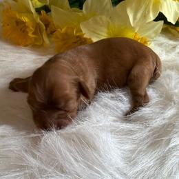 Petunia - Ruby female Cavalier King Charles Spaniel puppy in Avoca, New York from Palladino’s Cavaliers of Upstate NY