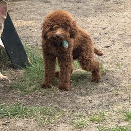 Ruby - Poodle