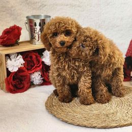 Poodle Puppies from Lisa Calderon