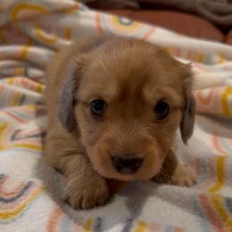 Cosmo - Cream male Dachshund puppy in Kempner, Texas from House of Dachshunds Texas