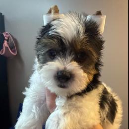 Navi - Parti male Yorkshire Terrier puppy in Florence, Kentucky from 4paws4ever by Design