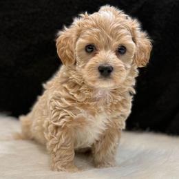 Jericho - Apricot male Maltipoo puppy in Lebanon, Kentucky from Mosaic Merle Doodles