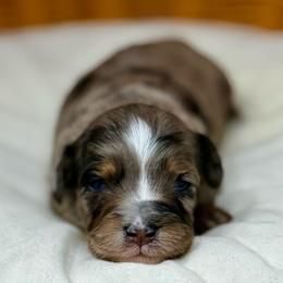 Lightning - Blue merle male Aussiedoodle puppy in Sterling, Colorado from North 40 Doodles