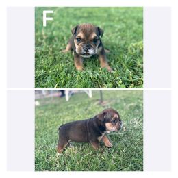 Bulldog Puppies from Alejandro's Bulldogs