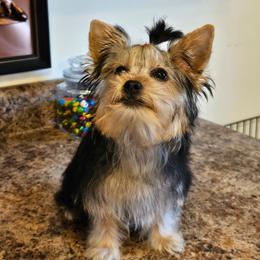 Trixie - Black and tan female Yorkshire Terrier puppy in Jamestown, Tennessee from Royal  Furbabies