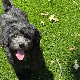 Soarin - Black female Australian Labradoodle puppy in Denton, Texas from Liberty Hill Labradoodles