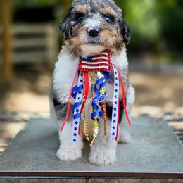 Nimbus - Merle male Goldendoodle puppy in Centreville, Mississippi from Trin's Designer Doodles