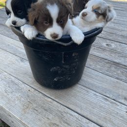 Miniature Australian Shepherd and Toy Australian Shepherd Puppies from Aussies by Mary at Temple Ranches