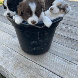 Miniature Australian Shepherd and Toy Australian Shepherd Puppies from Aussies by Mary at Temple Ranches