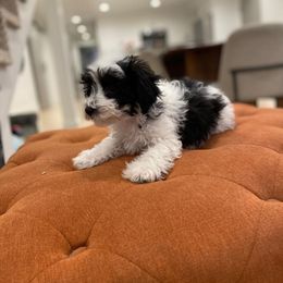 Goldendoodle, Havanese, and Havapoo Puppies from Lady Paws Puppies