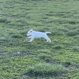 Dilute Retriever and Labrador Retriever Puppies from CKB Labradors