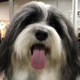 Havanese and Irish Setters from Eileen McDonald