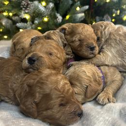 Cavapoo puppies from Lucy Lou’s Cavapoos