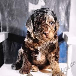 Cockapoo Puppies from Royal Cockapoo Playhouse