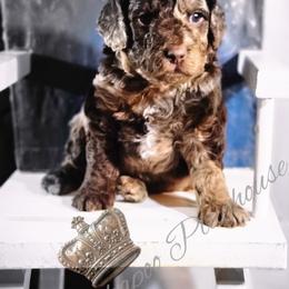Cockapoo Puppies from Royal Cockapoo Playhouse
