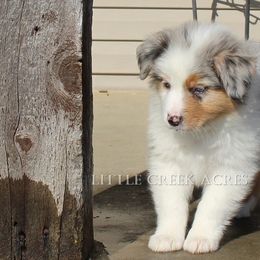Australian Shepherd Puppies from Little Creek Acres Australian Shepherds
