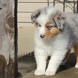 Australian Shepherd Puppies from Little Creek Acres Australian Shepherds